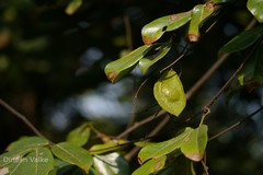 Derris heyneana